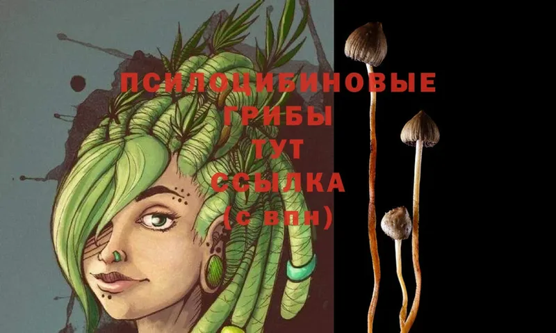 Галлюциногенные грибы Psilocybine cubensis  Старая Русса 